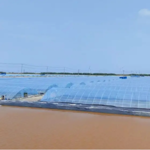 【案例分享】小棚虾苗体色差，活力差？处理案例曝光，3招逆转危机！