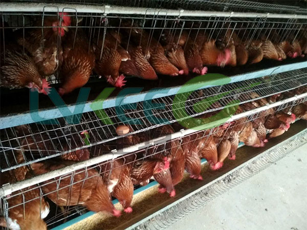 养殖鸡舍用枯草