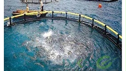 绿科常见菌类在水产养殖中的应用！