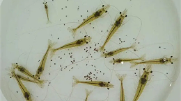 南美白对虾苗期定期补充碳源的重要性！