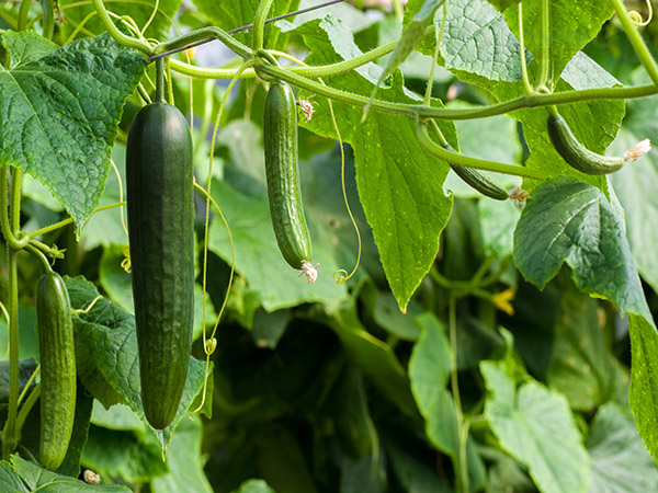 微生物菌剂种植黄瓜