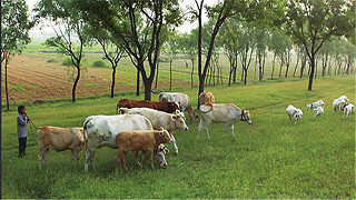 如何确定不同动物用哪个产品比较好？