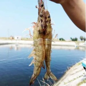 【案例分享】南美白对虾塘口处理蓝藻水的成功方案