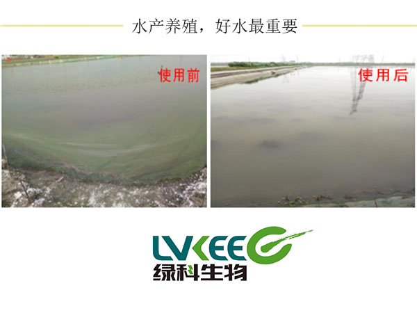 微生物调解前后对比