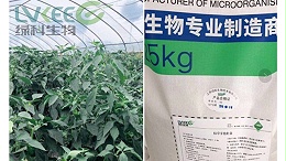 瓜果增产有门道-枯草芽孢杆菌！