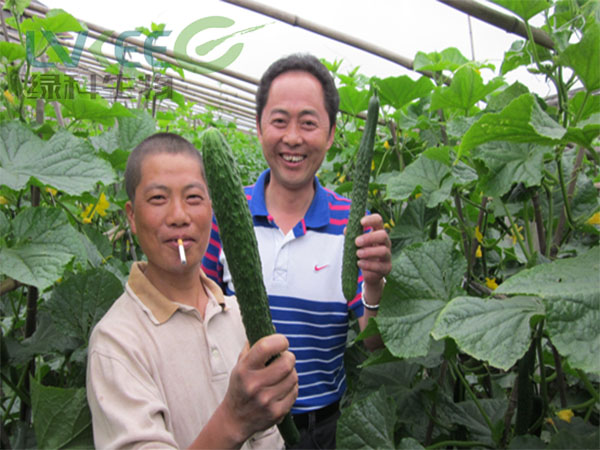枯草农业黄瓜种植