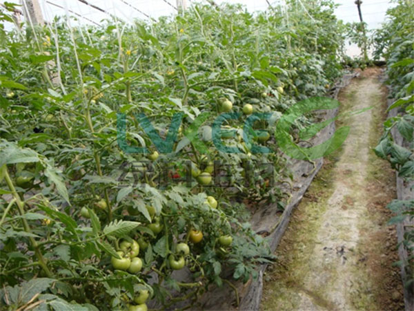 西红柿枯草芽孢杆菌种植