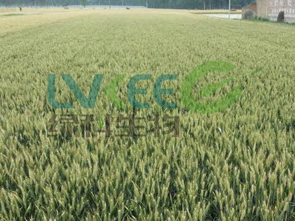 农业种植枯草芽孢杆菌