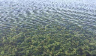 河蟹塘水草挂脏处理方法案例分享