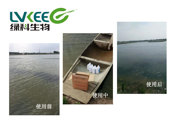 微生物菌剂处理对比图