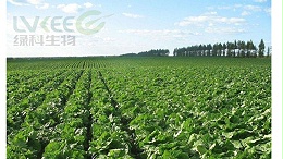 牛！绿科微生物菌肥在大白菜上应用试验报告！