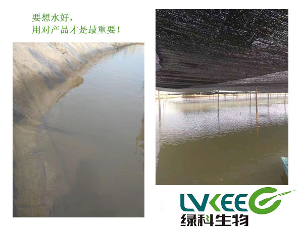 枯草芽孢杆菌改良后的水