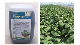 液体有机肥的新星--芽孢精华液！