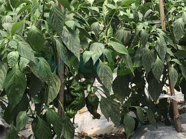 辣椒种植复合益肥菌