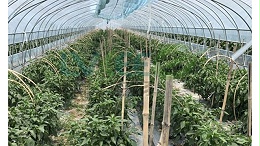 辣椒种植，方法你用对了吗？