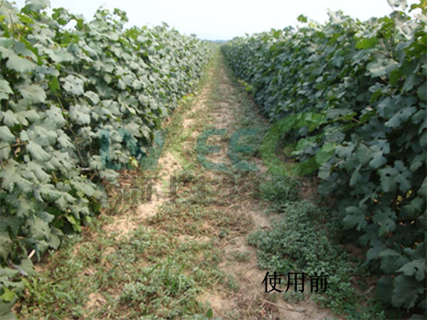 田间杂草未使用枯草芽孢杆菌前