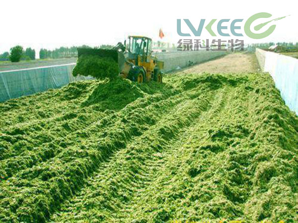 绿科青贮饲料发酵剂