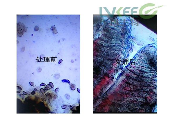 鳜鱼车轮虫处理前后