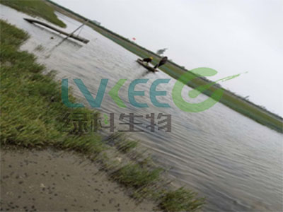 水产养殖芽孢杆菌作用