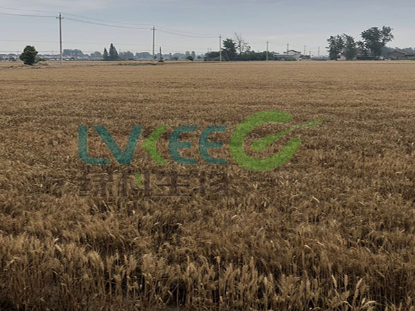 枯草芽孢杆菌农业种植让你产量翻一倍