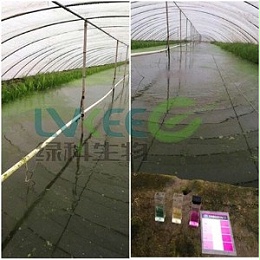 【扬州】罗氏沼虾大棚池藻类上浮死亡案例!