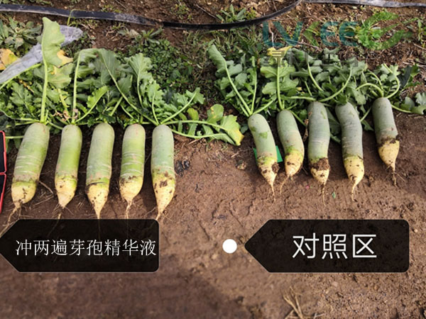 液体肥芽孢精华液萝卜种植