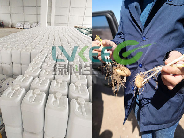 客户使用江苏绿科生物的芽孢离心液种植的土豆