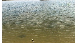 南美白对虾水质不稳定，怎么处理才好？