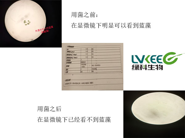 蓝藻塘口的水质调节