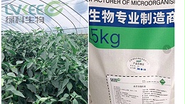 农民种植蔬菜，悄悄用上枯草芽孢杆菌，原来有这么多好处！