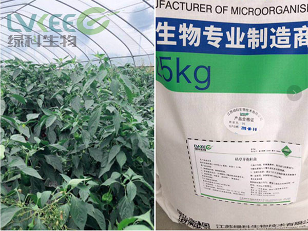 绿科枯草芽孢杆菌青椒种植