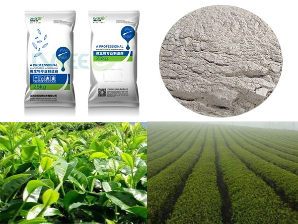 绿科生物微生物菌粉种植茶树