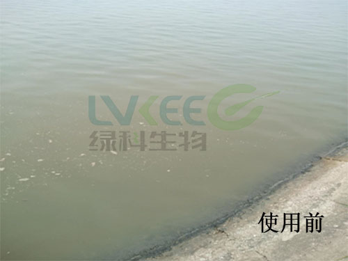 水色偏蓝、蓝藻多处理前