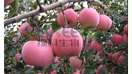 苹果用枯草芽孢杆菌个头大，口感好？