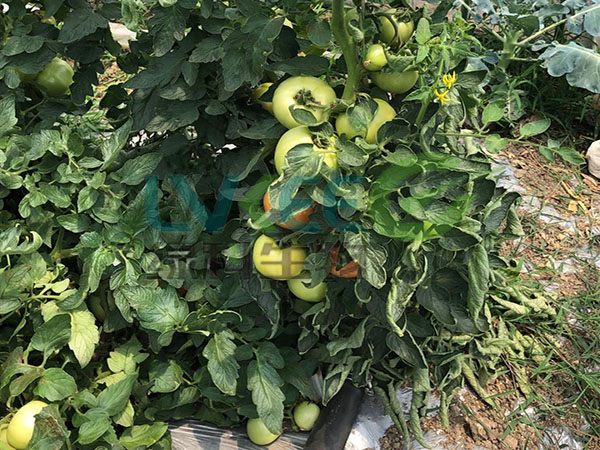 芽孢精华液种植番茄