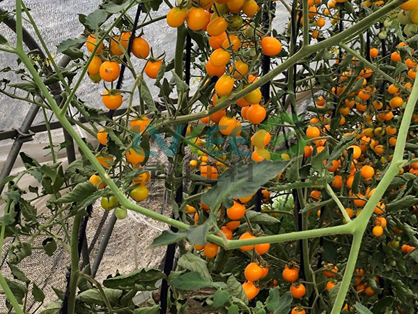 绿科生物芽孢精华液种植大棚番茄