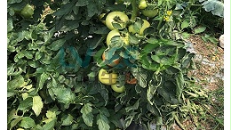 番茄施用芽孢精华液，防病又增产！