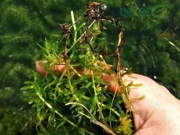 水草根部发黄，虫害，挂脏，活力差