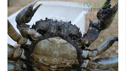 如何预防养殖后期河蟹黑底板纤毛虫！