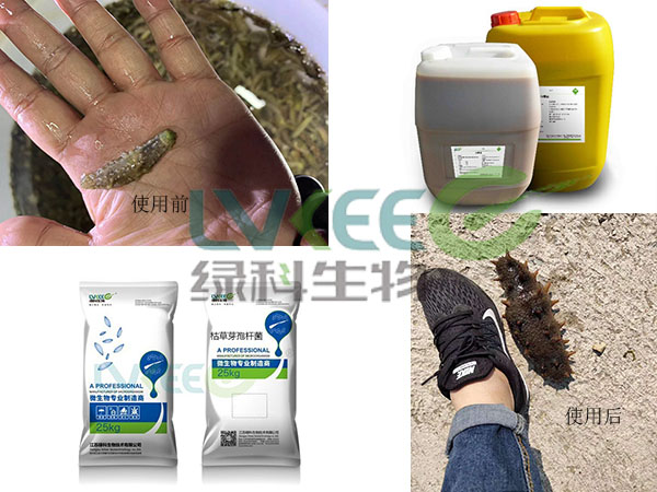养海参用枯草芽孢杆菌、EM菌效果