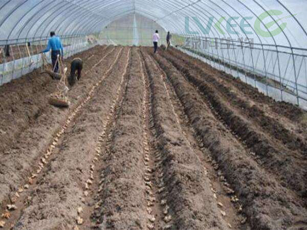 复合益肥菌种植生姜