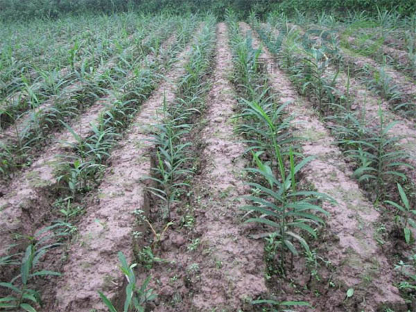 复合益肥菌种植生姜预防病害