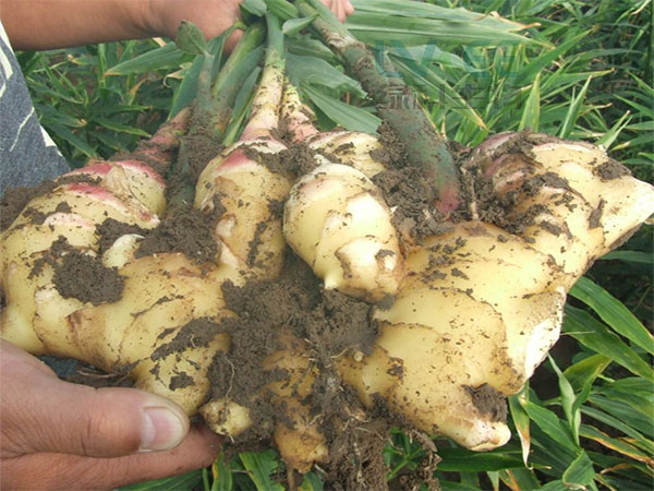 生姜预防病害用江苏绿科生物复合益肥菌