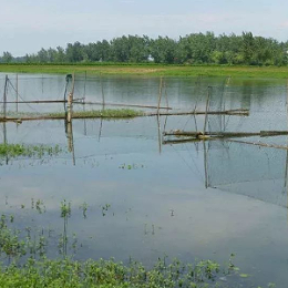 【绿科案例分享】河蟹塘裸藻过度繁殖，该如何处理？