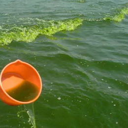 【绿科案例分享】面对塘口“水浑、水草挂脏”，绿科生物有妙招！