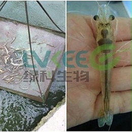如何处理偷死虾？