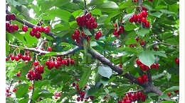 “枯草芽胞杆菌”搞定土传病害顽疾！