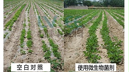 微生物菌剂在花生种植有什么作用呢？
