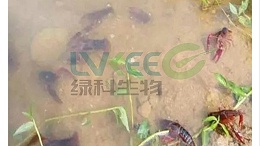 龙虾养殖该怎么施药？