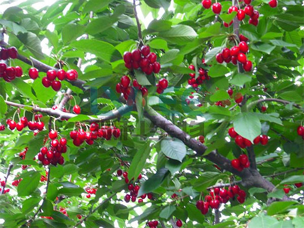 枯草芽孢杆菌种植樱桃